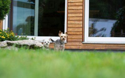 Ep. 37: Pet Policies: Earning More While Renting Your Property to Pet